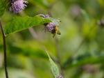 【レポート】長野旅行で出会った動植物！の写真のサムネイル写真20