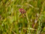 【レポート】長野旅行で出会った動植物！の写真のサムネイル写真21