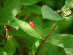 【レポート】長野旅行で出会った動植物！の写真のサムネイル写真23