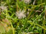 【レポート】長野旅行で出会った動植物！の写真のサムネイル写真25