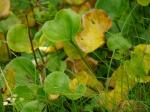 【レポート】長野旅行で出会った動植物！の写真のサムネイル写真26