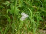 【レポート】長野旅行で出会った動植物！の写真のサムネイル写真28