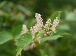 【レポート】長野旅行で出会った動植物！の写真のサムネイル写真33