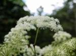 【レポート】長野旅行で出会った動植物！の写真のサムネイル写真36