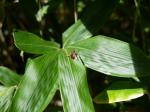 【レポート】長野旅行で出会った動植物！の写真のサムネイル写真37