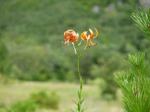 【レポート】長野旅行で出会った動植物！の写真のサムネイル写真39