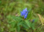 【レポート】長野旅行で出会った動植物！の写真のサムネイル写真44