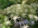 【レポート】長野旅行で出会った動植物！の写真のサムネイル写真47