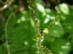 【レポート】長野旅行で出会った動植物！の写真のサムネイル写真52