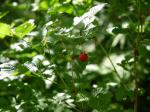 【レポート】長野旅行で出会った動植物！の写真のサムネイル写真53