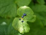 【レポート】長野旅行で出会った動植物！の写真のサムネイル写真55