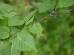 【レポート】長野旅行で出会った動植物！の写真のサムネイル写真56