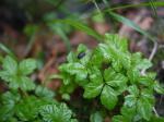 【レポート】長野旅行で出会った動植物！の写真のサムネイル写真58