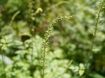 【レポート】長野旅行で出会った動植物！の写真のサムネイル写真59