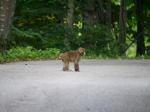 【レポート】長野旅行で出会った動植物！の写真のサムネイル写真64