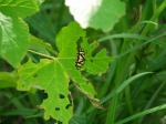 【レポート】長野旅行で出会った動植物！の写真のサムネイル写真65