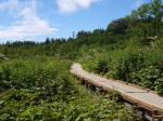 栂池自然園の写真のサムネイル写真52