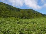 栂池自然園の写真のサムネイル写真85