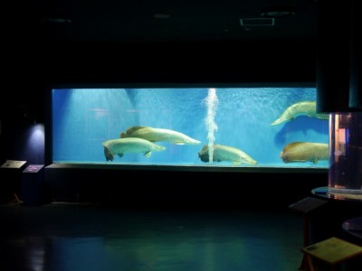 上越市立水族博物館の写真