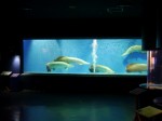 上越市立水族博物館の写真のサムネイル写真1