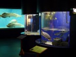 上越市立水族博物館の写真のサムネイル写真2