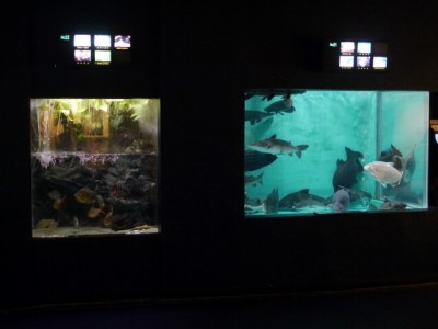 上越市立水族博物館の写真6