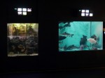 上越市立水族博物館の写真のサムネイル写真6