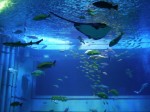 上越市立水族博物館の写真のサムネイル写真7