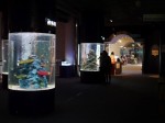 上越市立水族博物館の写真のサムネイル写真11