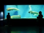 上越市立水族博物館の写真のサムネイル写真12