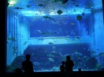 上越市立水族博物館の写真のサムネイル写真16