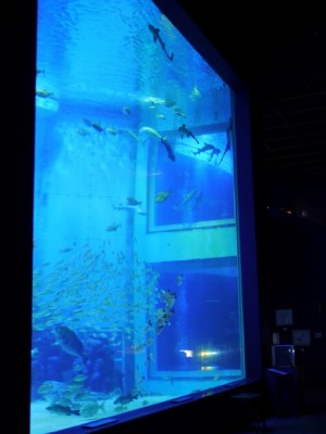 上越市立水族博物館の写真19
