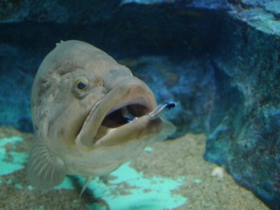 上越市立水族博物館の写真22