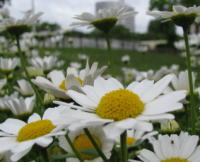 住之江公園の花