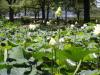 毛馬桜之宮公園の写真のサムネイル写真7