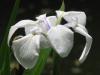 長居植物園の写真のサムネイル写真26