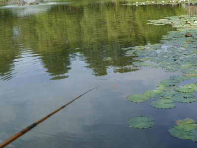 水草の近くで釣る写真