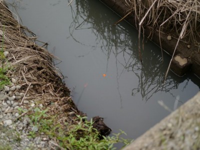 用水路で釣りをする写真