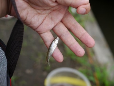 小物釣りで釣れる魚は小さい！