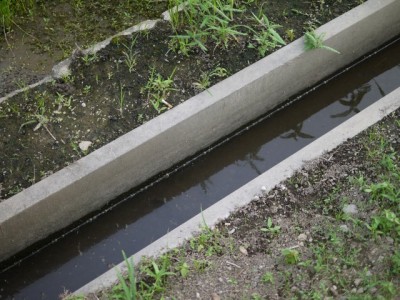 ザリガニが釣れにくい用水路