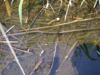 三橋総合公園でザリガニ釣り！！！の写真3