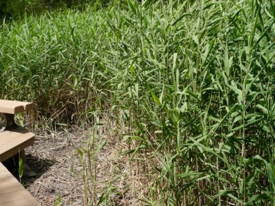 三橋総合公園でザリガニ釣り！！！の写真7