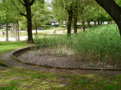 三橋総合公園でザリガニ釣り！！！の写真10