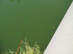 山ノ神沼で釣り！！！の写真のサムネイル写真4