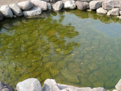 まつぶし緑の丘公園で水遊び！！！の写真2