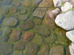 まつぶし緑の丘公園で水遊び！！！の写真のサムネイル写真7