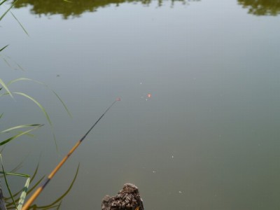 西城沼公園で小物釣り！！！の写真1