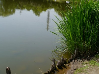 西城沼公園で小物釣り！！！の写真4