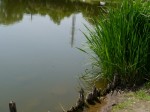 西城沼公園で小物釣り！！！の写真のサムネイル写真4