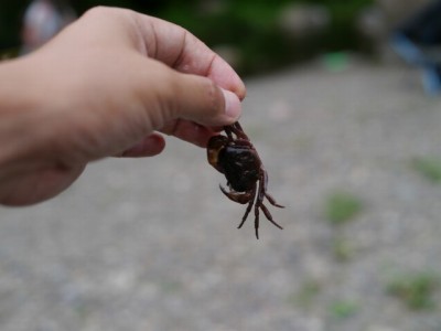 道の駅果樹公園あしがくぼで川遊び！！！の写真15